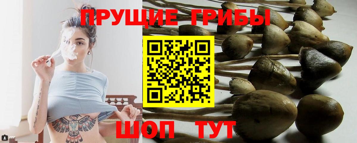 Электрогорск  Галлюциногенные грибы прущие грибы  Галлюциногенные грибы прущие грибы  Вход с VPN 
